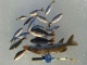 Hauki 500 g