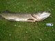 Hauki 8,60 kg
