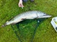 Hauki 8,73 kg