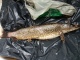 Hauki 4,32 kg