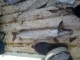 Hauki 1,20 kg
