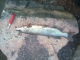Hauki 1,25 kg