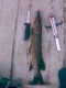 Hauki 1,00 kg