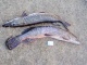 Hauki 5,90 kg