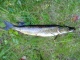 Hauki 1,55 kg