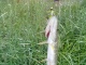 Hauki 30 g