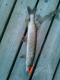Hauki 160 g