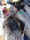 Hauki 4,40 kg