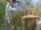 Hauki 1,30 kg