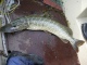 Hauki 5,00 kg