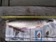 Hauki 1,60 kg