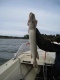 Hauki 1,10 kg