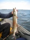 Hauki 1,20 kg