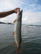 Hauki 2,65 kg