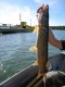 Hauki 2,28 kg