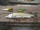 Hauki 1,20 kg