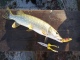 Hauki 1,00 kg