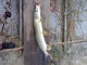 Hauki 3,01 kg