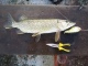 Hauki 1,40 kg