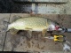 Hauki 2,30 kg