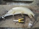 Hauki 2,20 kg