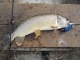 Hauki 2,30 kg