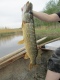 Hauki 2,30 kg
