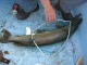 Hauki 4,40 kg