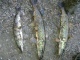 Hauki 4,50 kg