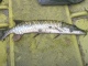 Hauki 1,20 kg