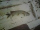 Hauki 2,50 kg