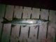 Hauki 2,40 kg