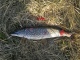 Hauki 2,10 kg