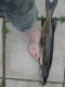Hauki 1,65 kg