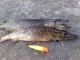 Hauki 1,50 kg