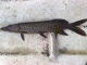 Hauki 500 g