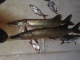 Hauki 2,00 kg