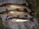 Hauki 3,00 kg