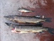 Hauki 2,30 kg