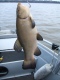 Suutari 1,18 kg