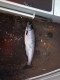 J�rvilohi 2,06 kg