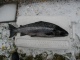 J�rvilohi 3,12 kg