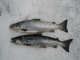 J�rvilohi 3,94 kg