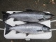 J�rvilohi 3,30 kg