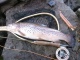 J�rvitaimen 2,30 kg