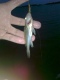 Kiiski 10 g
