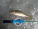 Kiiski 50 g