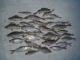 Kiiski 40 g