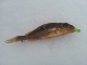 Kiiski 20 g