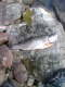 Kirjolohi 1,17 kg